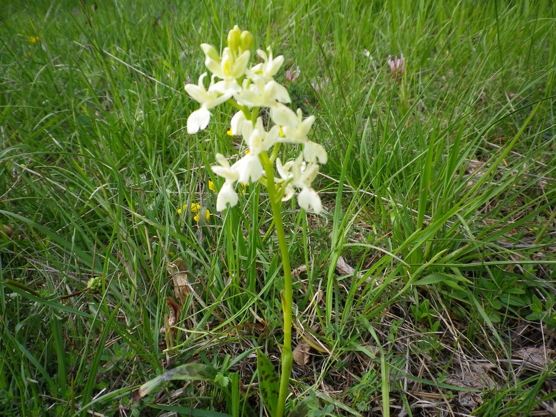 Orchis provincialis